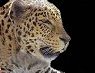 Panther