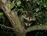 Raccoon