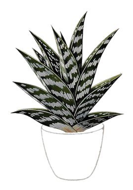 Aloe