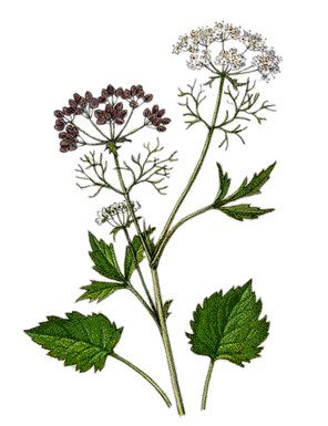 Anise