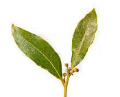 Bay Laurel