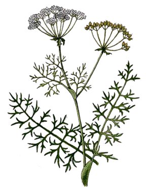 Caraway