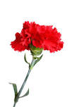 Carnation