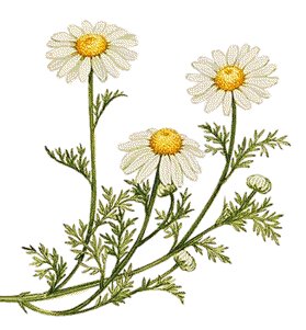 Chamomile