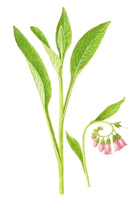 Comfrey