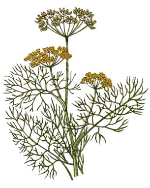 Fennel