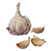 Garlic