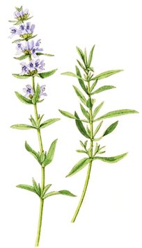 Hyssop