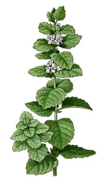 Lemon Balm