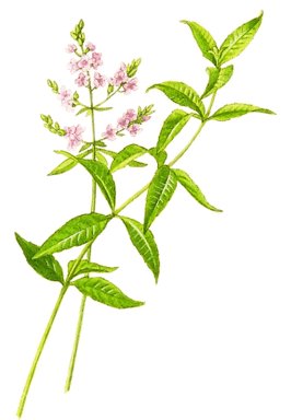 Lemon Verbena