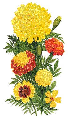 Marigold