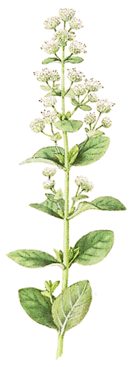 Marjoram