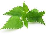 Nettle