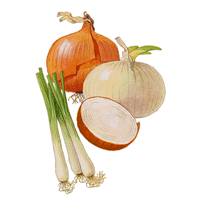 Onion