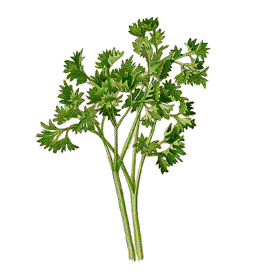 Parsley