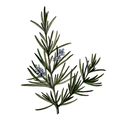 Rosemary