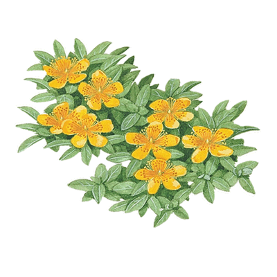 St. John Wort