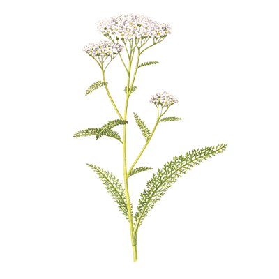 Yarrow